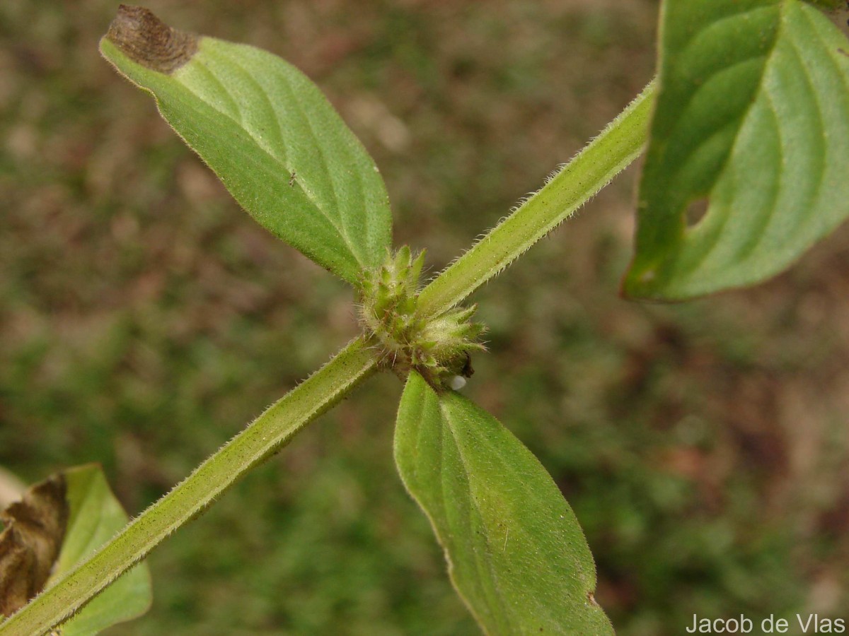 Spermacoce latifolia Aubl.